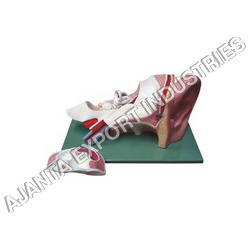 मानव कान अनुप्रयोग: प्रयोगशाला और अस्पतालों के उपयोग के लिए