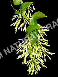 Raat Raani Attar - Chemical Name: Herbal Extract