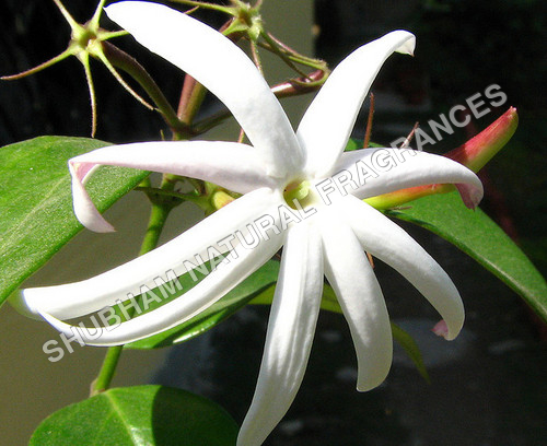Juhi Attar - Chemical Name: Herbal Extract