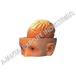 Human Head & Brain Model - PVC and Rubber Materials, 3-Part Design for Lab and Hospital Use, Weighing 100-850 Grams