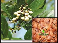 ऑयल कारंजा सीड्स (मिलेटिया पिन्नाटा)