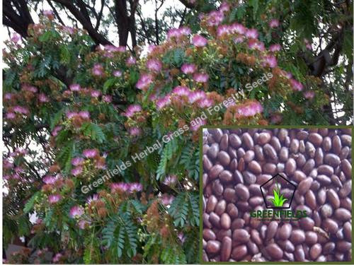 Rain Tree Ornamental Seeds ( Samanea Saman ) Purity: 80%