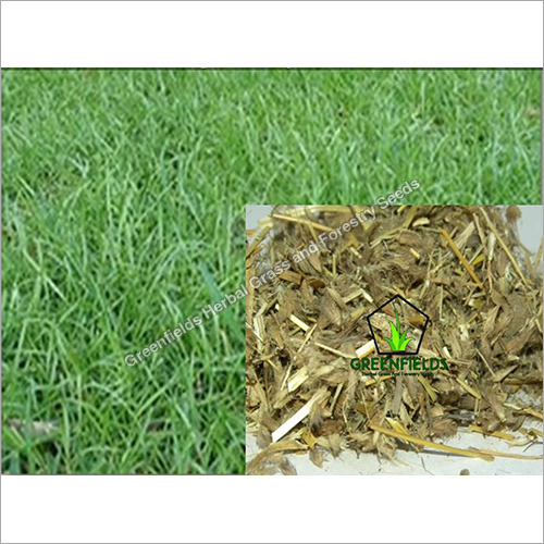 Dinanath Grass / Forage / Fodder  Seeds ( Pennis ) Purity: 90%