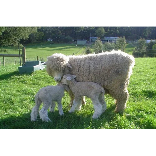 Brown Sheep Breeder Feed