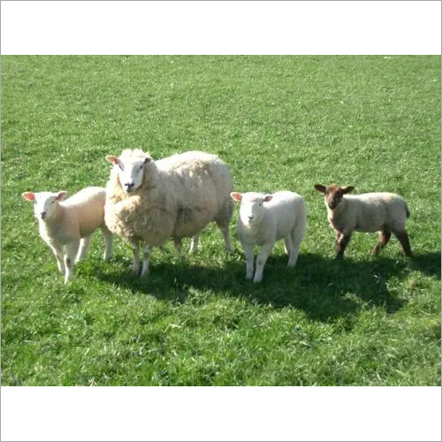 Brown Lactating Ewe Feed