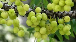 gossberry