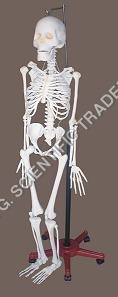 Human Skeleton Model - PVC Material, Lab Use, White Color | Unbreakable, Washable, Simple Structure, Neat Presentation