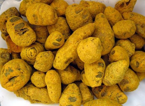हल्दी की जड़