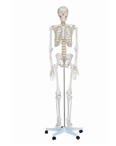 Pvc Human Skeleton