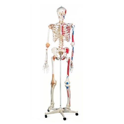 White Human Skeleton With Nerves  Blood Vessels Tall 85Cm