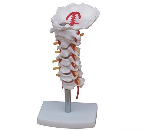 White Cervical Vertebral Column With Neck Artery