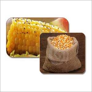 पीला मक्का