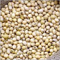 सोयाबीन