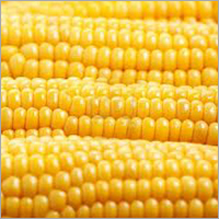स्वच्छ पीला मक्का