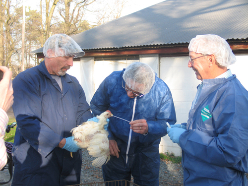 Meat Product Testing Services