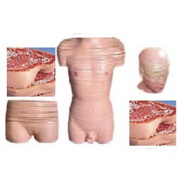 Human Torso 90Cms.Horizontal Shears 93Pcs - Application: Medical Study