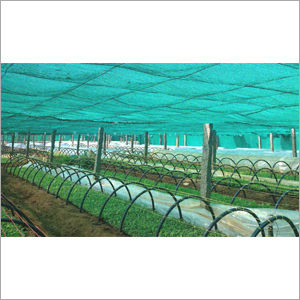 Tissue Culture Banana Nursery