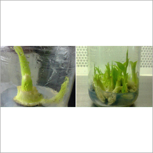 केला ऊतक सांस्कृतिक पौधे