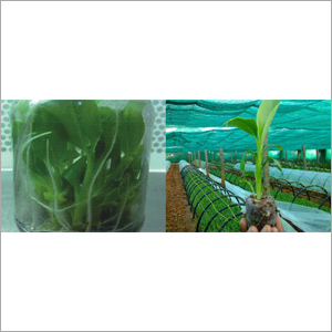 ऊतक संस्कृति केले के पौधे