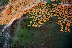 Bio-Dispersants / Anti-Foulants 
