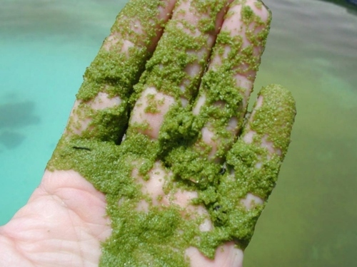 जीवाणुनाशक और कीटाणुनाशक