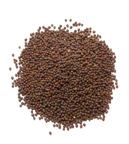 Mustard Seeds - Brassica Brown, Small Size | Pungent Flavor, Spicy Taste, Culinary Uses, Bulk Packaging