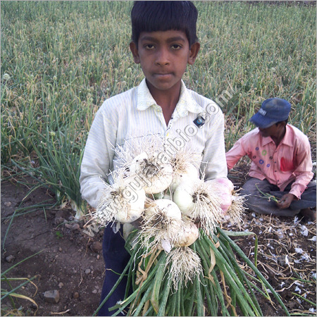 पौधों की वृद्धि को नियंत्रित करने वाला उत्पाद