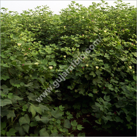 प्लांटोनिक्स ग्रेन्यूल्स