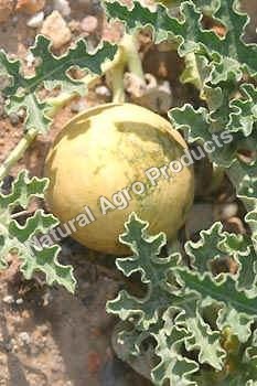 इंद्रायण सूखे मेवे