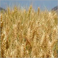 गेहूं का बीज UP 262