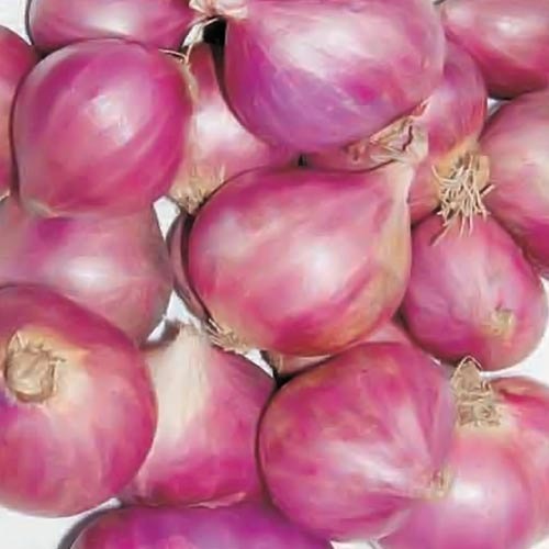 छोटी प्याज़