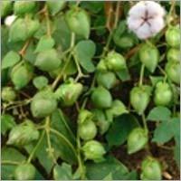 Hybrid Cotton Seeds - Long Staple Quality, 150-160 Days Maturity, Dark Green Leaf Pigmentation, High Yield | Ideal for Textile Manufacturing
