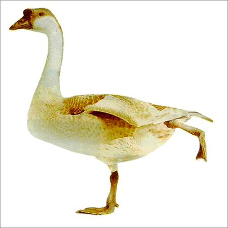 एसिड सेलुलेज एंजाइम