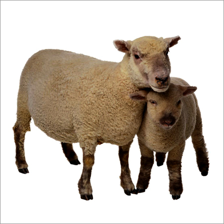 एसिड प्रोटियेज एंजाइम्स