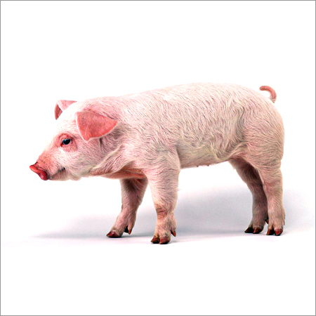 जाइलिनेज एन्जाइम