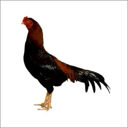 असील चिकन