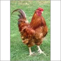 ग्रामाप्रिय चिकन