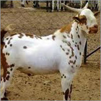 बरबाड़ी बकरी