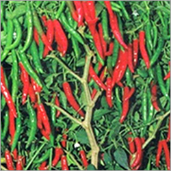 Chilies Seeds