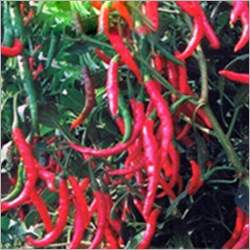 मिर्च के बीज