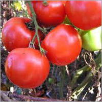 Farm Fresh Tomatoes