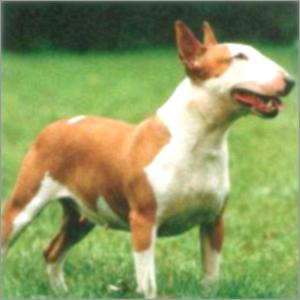 Bull Terrier