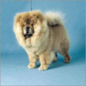 Chow Chow