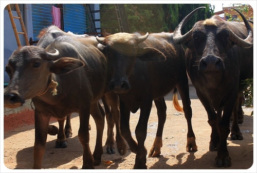लैक्टोकैर