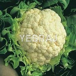 Cauliflower - Raw, Round Shape | Instant Style, 7-10 Days Shelf Life, Sourced from Skilled Farmers using Advanced Farming Techniques