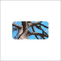 एवेन्यू पौधे