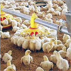 पशु का चारा