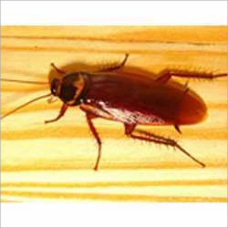 तिलचट्टों को नियंत्रित करने का उपचार