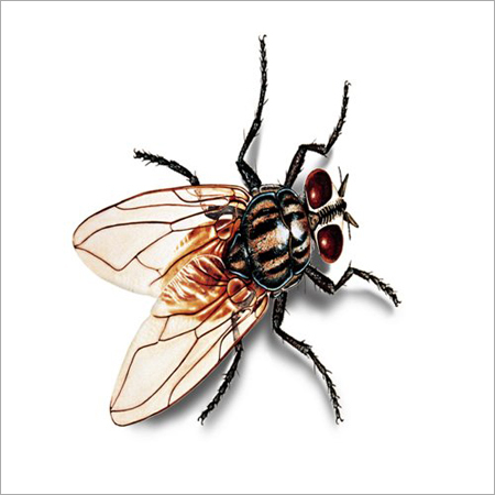 भोजन क्षेत्र की कीट नियंत्रण सेवा