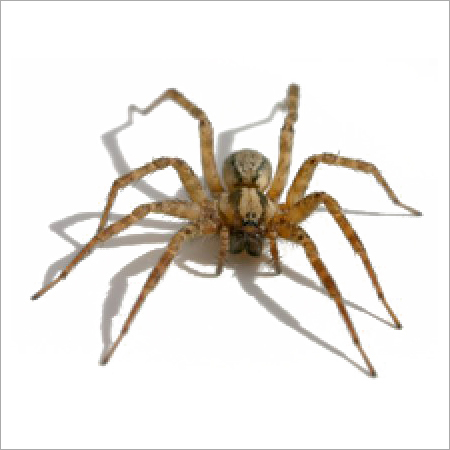 मार्च Spider नियंत्रण सेवाएँ